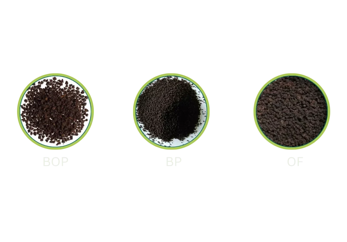 Untitled design - 2025-10-29T195211_044