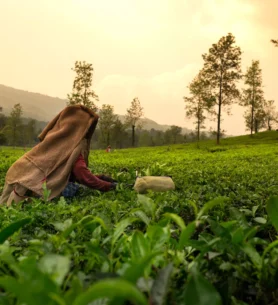 Untitled design - 2025-10-29T041338_363